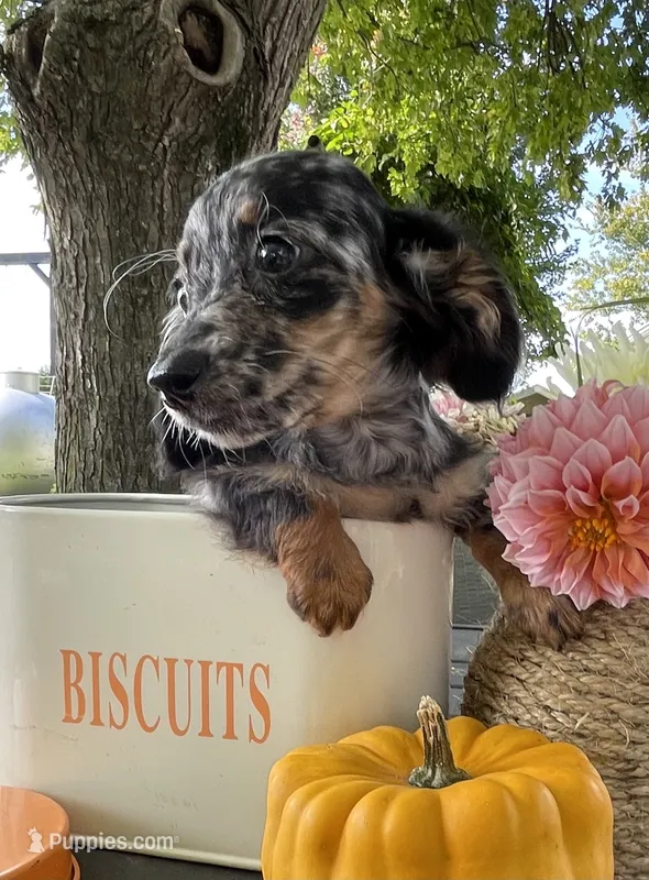 Skye AKC – Miniature Dachshund puppy for sale in Syracuse, IN