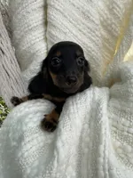 Sally, a female Miniature Dachshund for sale in Syracuse, IN – 2 of 4