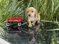 Percy, a male Miniature Dachshund for sale in Syracuse, IN – 3 of 6