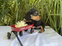 Milo, a male Miniature Dachshund for sale in Syracuse, IN – 2 of 4