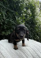 Sally, a female Miniature Dachshund for sale in Syracuse, IN – 3 of 4