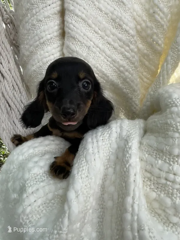 Sally – Miniature Dachshund puppy for sale in Syracuse, IN