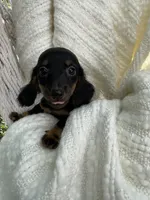 Sally AKC, a female Miniature Dachshund for sale in Syracuse, IN – 1 of 8