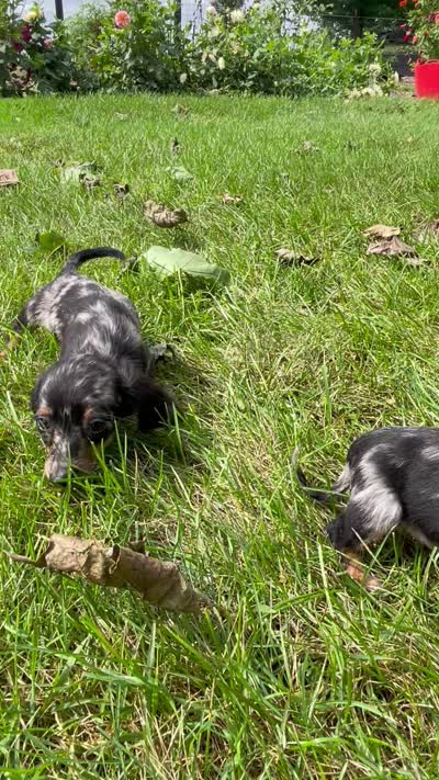 Summer AKC, a female Miniature Dachshund for sale in Syracuse, IN – 2 of 7