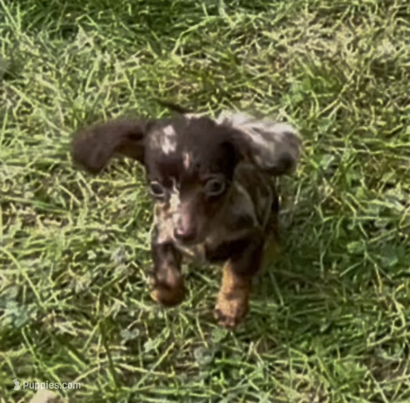 Saylor – Miniature Dachshund puppy for sale in Syracuse, IN