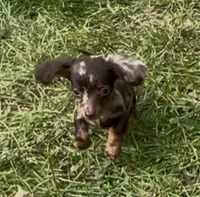 Saylor, a female Miniature Dachshund for sale in Syracuse, IN – 1 of 2
