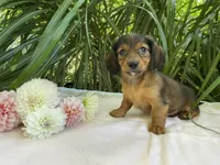 Phoebe , a female Miniature Dachshund for sale in Syracuse, IN – 2 of 5
