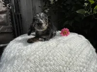 Skye, a female Miniature Dachshund for sale in Syracuse, IN – 2 of 5
