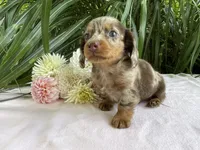 Zola, a female Miniature Dachshund for sale in Syracuse, IN – 1 of 5