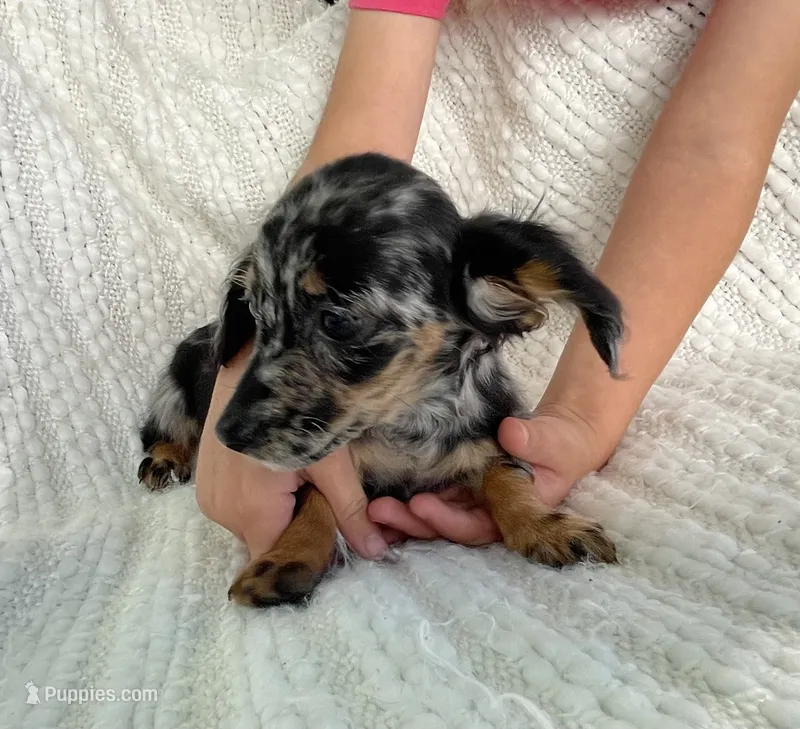 Skye AKC – Miniature Dachshund puppy for sale in Syracuse, IN