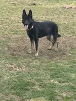 Bella, a female German Shepherd Dog for sale in Columbus, OH – Photo 3 of 3