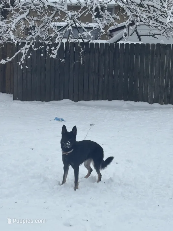 Bella – German Shepherd Dog puppy for sale in Columbus, OH