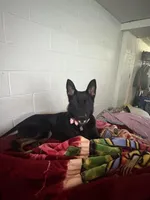 Bella, a female German Shepherd Dog for sale in Columbus, OH – Photo 2 of 3