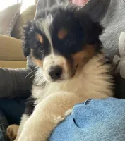 Belle, a female Australian Shepherd for sale in Fleetwood, PA – Photo 1 of 2