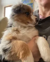 Ennie, a female Australian Shepherd for sale in Fleetwood, PA – Photo 2 of 2