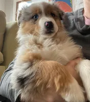 Ennie, a female Australian Shepherd for sale in Fleetwood, PA – Photo 1 of 2