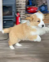 Luke, a male Australian Shepherd for sale in Fleetwood, PA – Photo 2 of 3