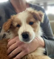 Luke, a male Australian Shepherd for sale in Fleetwood, PA – Photo 1 of 3