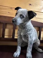 Lili, a female Australian Cattle Dog for sale in Parkesburg, PA – 3 of 4