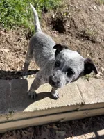 Lili, a female Australian Cattle Dog for sale in Parkesburg, PA – 4 of 4