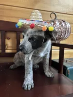 Spot, a male Australian Cattle Dog for sale in Parkesburg, PA – 4 of 4