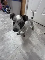 Spot, a male Australian Cattle Dog for sale in Parkesburg, PA – 2 of 4