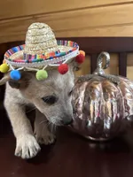 Brownie, a male Australian Cattle Dog for sale in Parkesburg, PA – 4 of 4