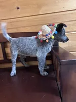 Lili, a female Australian Cattle Dog for sale in Parkesburg, PA – 2 of 4