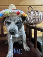 Spot, a male Australian Cattle Dog for sale in Parkesburg, PA – 1 of 4