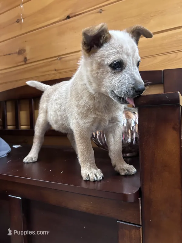 Brownie – Australian Cattle Dog puppy for sale in Parkesburg, PA
