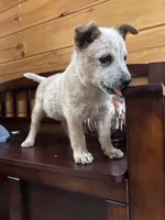 Brownie, a male Australian Cattle Dog for sale in Parkesburg, PA – 1 of 4