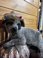 Spot, a male Australian Cattle Dog for sale in Parkesburg, PA – 3 of 4