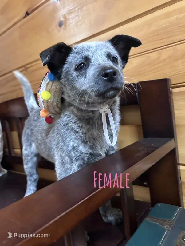 Lili – Australian Cattle Dog puppy for sale in Parkesburg, PA
