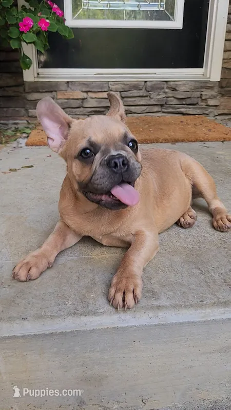 Dixon – French Bulldog puppy for sale in Maryville, TN