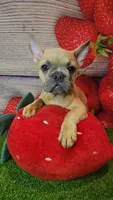 Dixon, a male French Bulldog for sale in Maryville, TN – 5 of 7