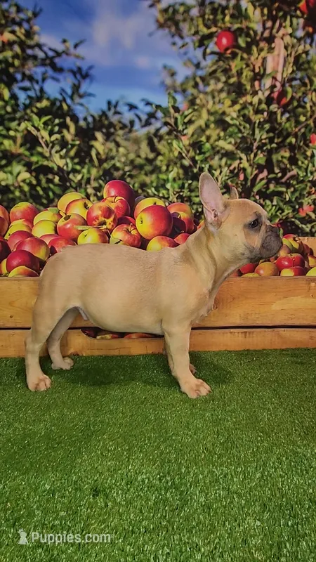 Dixon – French Bulldog puppy for sale in Maryville, TN