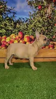 Dixon, a male French Bulldog for sale in Maryville, TN – 1 of 7