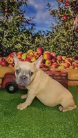Dixon, a male French Bulldog for sale in Maryville, TN – 3 of 7