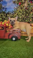 Dixon, a male French Bulldog for sale in Maryville, TN – 2 of 7