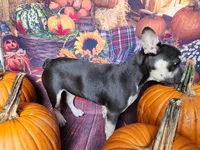 Vienna, a female French Bulldog for sale in Maryville, TN – Photo 3 of 6