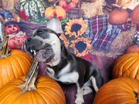 Vienna, a female French Bulldog for sale in Maryville, TN – Photo 5 of 6