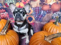 Vienna, a female French Bulldog for sale in Maryville, TN – Photo 1 of 6