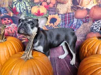 Vienna, a female French Bulldog for sale in Maryville, TN – Photo 2 of 6