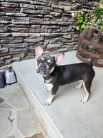 Vienna, a female French Bulldog for sale in Maryville, TN – Photo 6 of 6