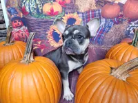 Vienna, a female French Bulldog for sale in Maryville, TN – Photo 4 of 6