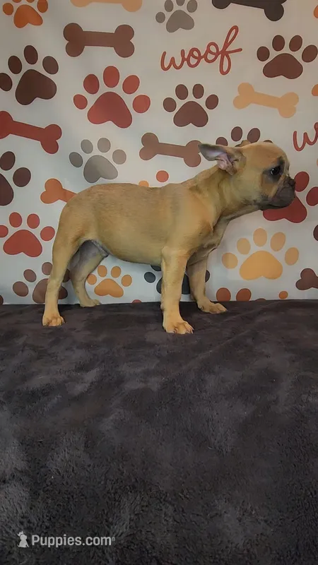 Dixon – French Bulldog puppy for sale in Maryville, TN