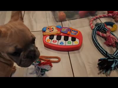Dixon, a male French Bulldog for sale in Maryville, TN – 7 of 7