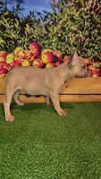 Aurora, a female French Bulldog for sale in Maryville, TN – 6 of 7