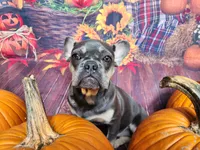 Ava, a female French Bulldog for sale in Maryville, TN – Photo 3 of 6