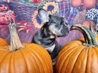 Ava, a female French Bulldog for sale in Maryville, TN – Photo 6 of 6